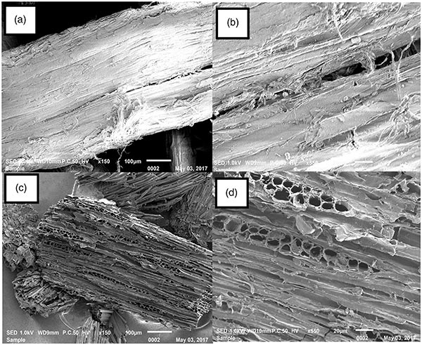 ԭ�����c����̿��SEM�D��